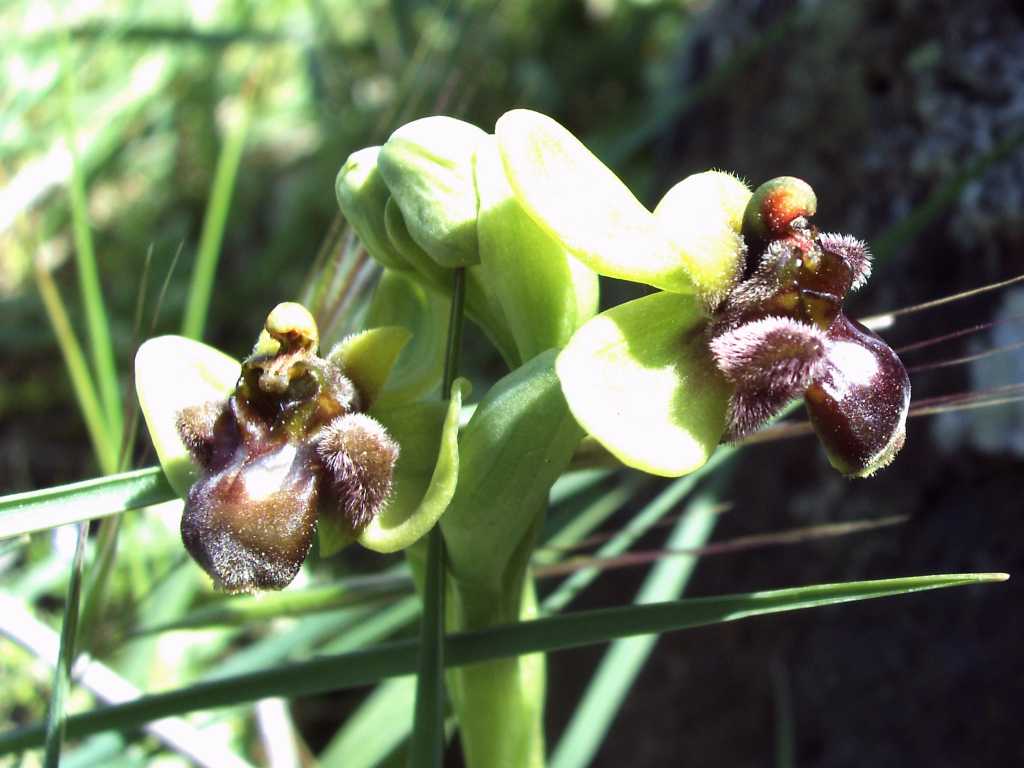 Ophrys ?